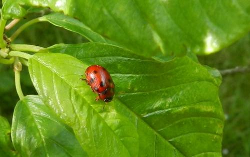 Gonioctena decemnotata